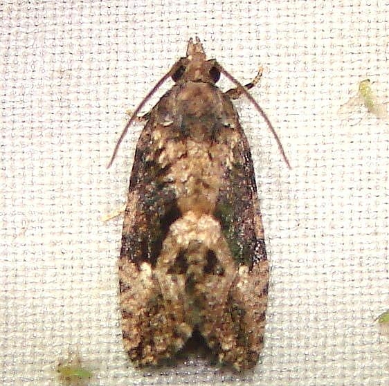 3495 Dotted Ecdytolopha Moth Mahogany Hammock Everglades Nat'l Pk 2-25-12