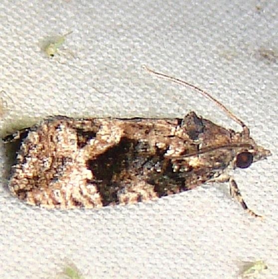 3495 Dotted Ecdytolopha Moth Mahogany Hammock Everglades National Pk 2-25-12