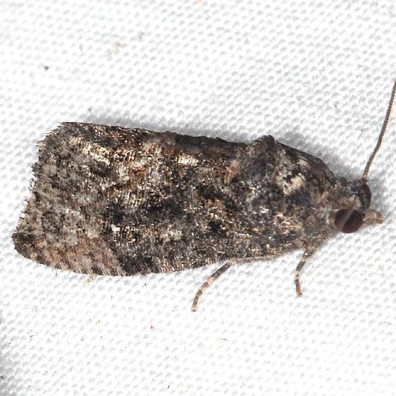 3495 Dotted Ecdytolopha Moth yard 7-15-20