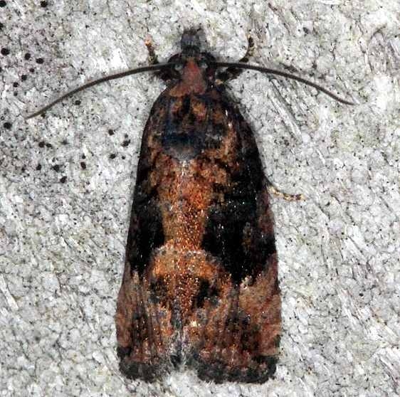 3495 Ecdytolopha punctipiscana Mahogony Hammock Everglades Nat'l Pk 2-18-14
