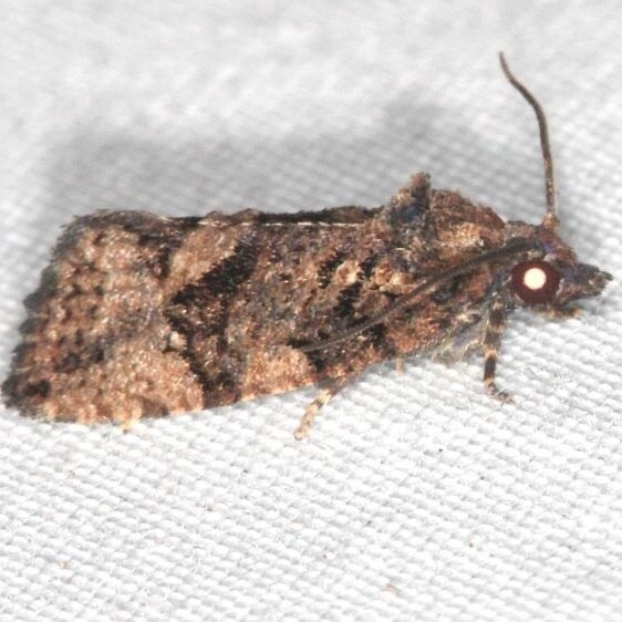 3496-Gymnandrosoma-desotanum-BG-Collier-Seminole-St-Pk-Fl-3-18-25