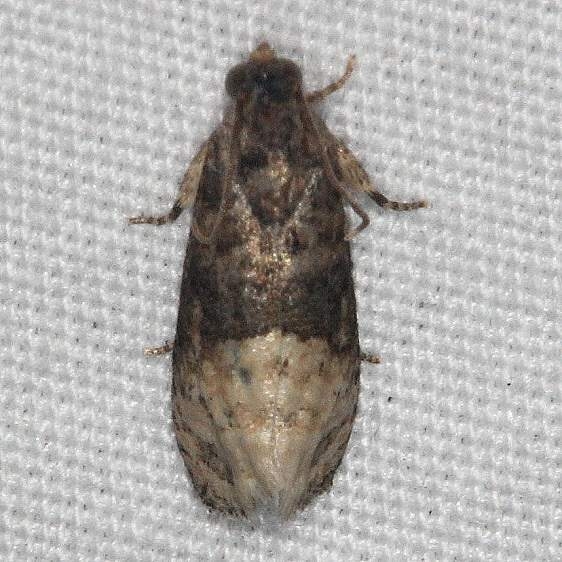 3498 Ecdytolopha mana Silver Lake Cypress Glenn Fla 3-16-15