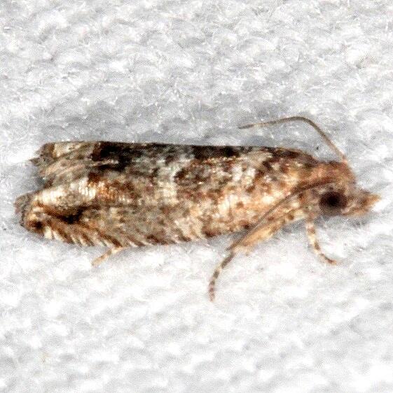 3500.97 Unidentified Olethreutinae BG Moth Bear-Island Big Cypress Preserve Fl 2-28-21