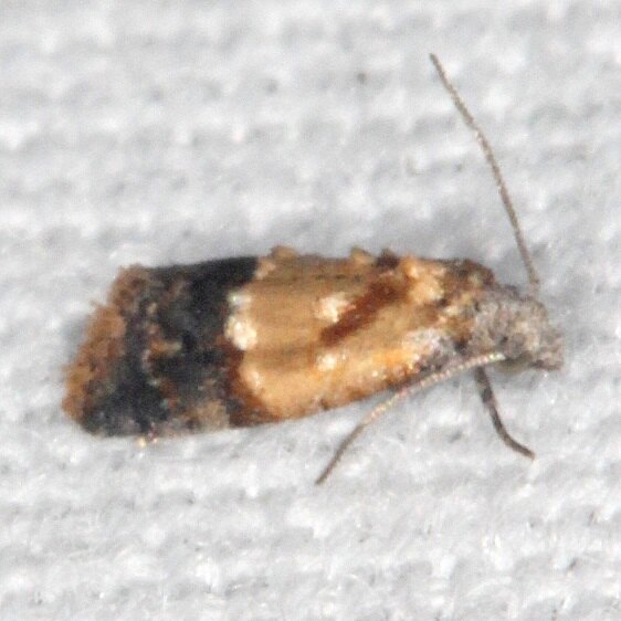 3500.97 Unidentified Olethreutinae Moth Bear Island Big Cypress Preserve Fl 3-1-21