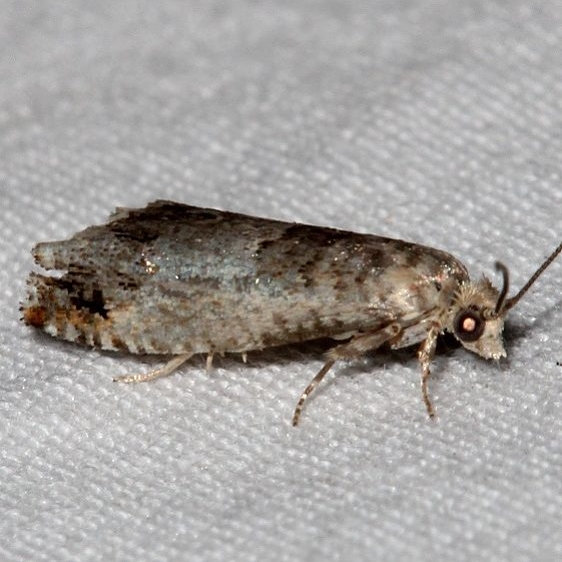 3500.99 BG Unidentified Olethreutinae Moth Golden Gate Canyon St Pk Colorado 6-28-17 (6)_opt