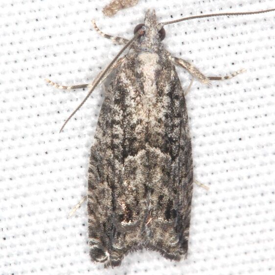 3500.99 Unidentified Olethreutinae-BG-Goose-Bay-Camp-Lac Seul Ontario 8-4-22