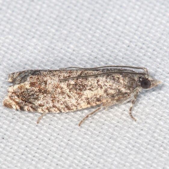 3500.99 Unidentified Olethreutinae-BG-Whispering-Pines Resort Thunder Lake MI 8-28-22