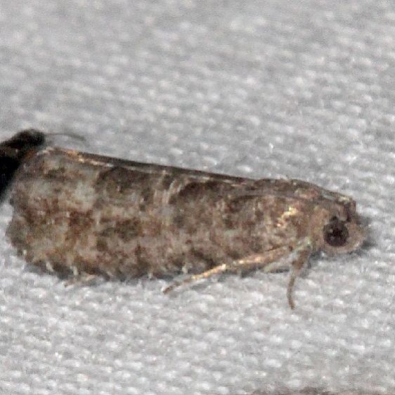 3500.99 Unidentified Olethreutinae Moth Burr Oak Cove Wayne Natl Forest Oh 8-2-18 (36)_opt