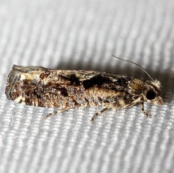 3500.99 Unidentified Olethreutinae Moth Unknown BG Little Talbot Island St Pk 2-21-13