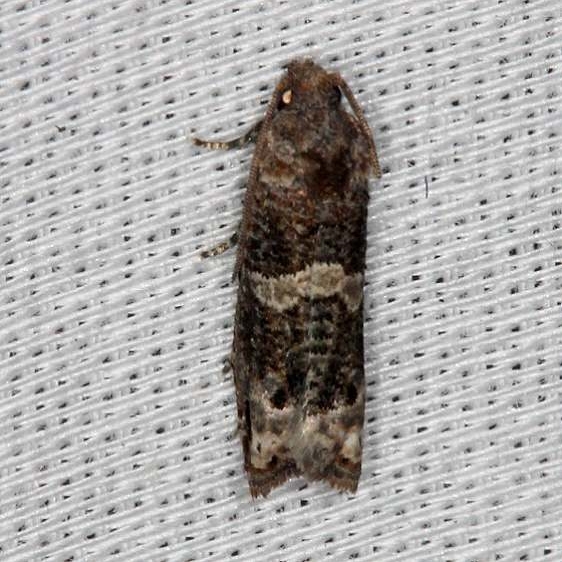 3500.99 Unidentified Olethruetinae Moth Collier Seminole St Pk 3-2-14