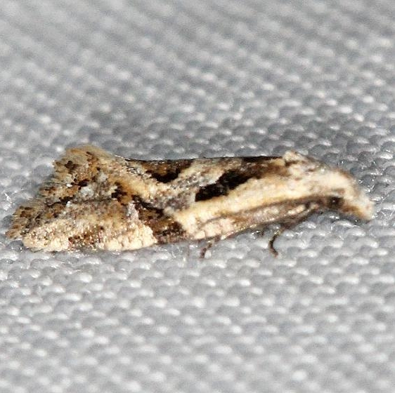 3754 Aethes angulatana yard 5-29-13