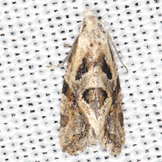 3754 Aethes angulatana yard 5-29-13