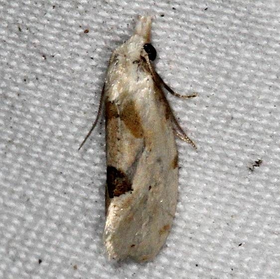 3754.1 Aethes angustana yard 9-9-15