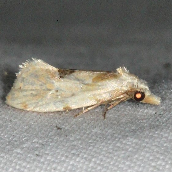 3754.1 Aethes angustana yard 9-9-15