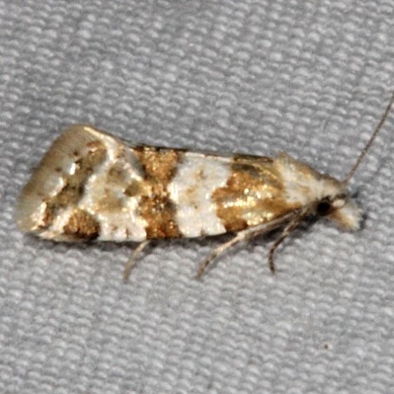 3754.2 Aethes argentilimitana Copperhead Firetower Shawnee St Forest Oh 6-13-15