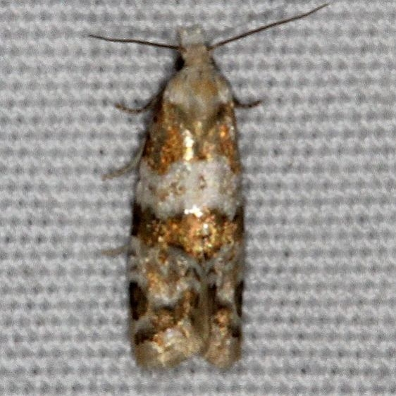 3754.2 Aethes argentilimitana Copperhead Firetower Shawnee St Forest Oh 6-13-15