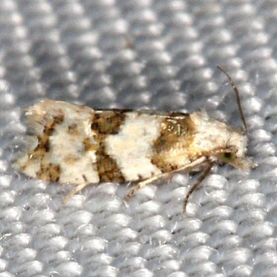 3754.2 Aethes argentilimitana yard 8-12-16 (2a)_opt