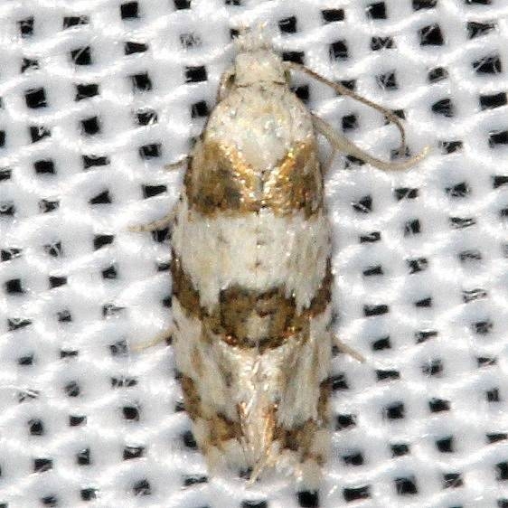 3754.2 Aethes argentilimitana yard 8-12-16 (5a)_opt