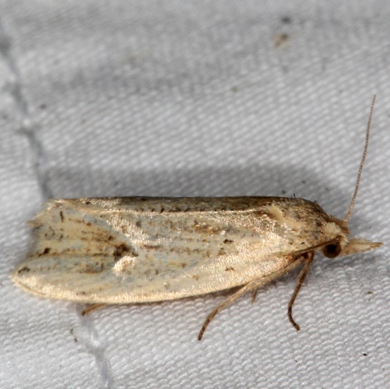 3754.3 Aethes atomosana yard 9-17-15