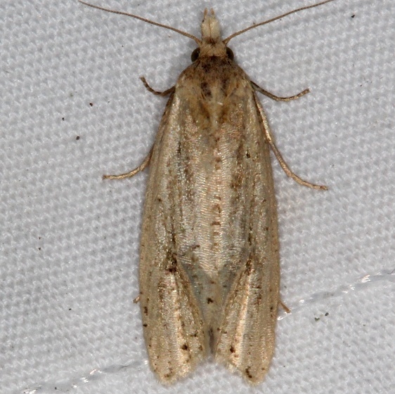 3754.3 Aethes atomosana yard 9-17-15a