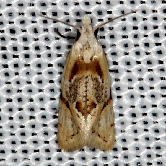 3755 Aethes baloghi Hidden Lake Everglades 2-18-14