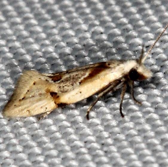 3755 Aethes baloghi Hidden Lake Everglades 2-18-14