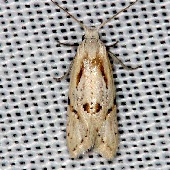 3755 Aethes baloghi Lucky Hammock Everglades 2-22-14