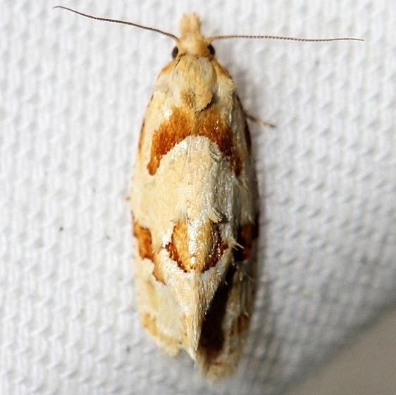 3755 Aethes baloghi yard 5-25-12