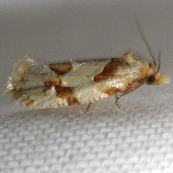 3755 Aethes baloghi yard 5-25-12