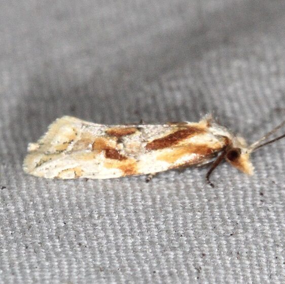 3755.2 Aethes bomonana BG Mike-Roess-Goldman St Pk Fl 1-30-24