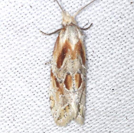 3755.2-Aethes-bomonana-BG-Mike-Roess-Goldman-St-Pk-Fl-1-30-24-2