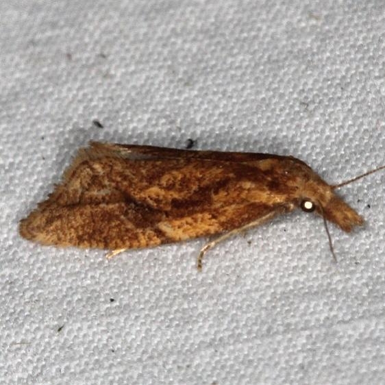 3755.1 Aethes biscana yard 9-9-15