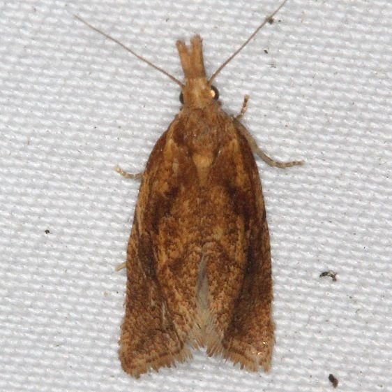 3755.1 Aethes biscana yard 9-9-15