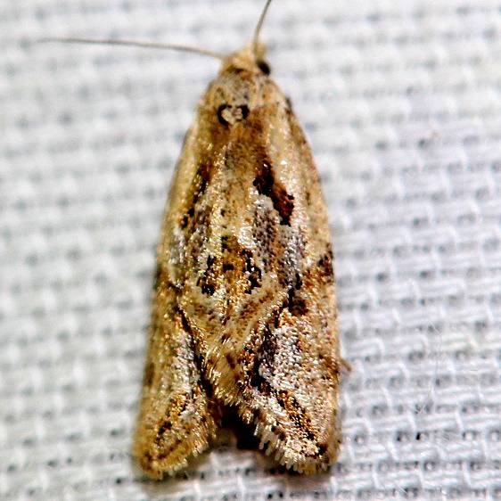 3755.2 Aethes bomonana yard 5-12-12