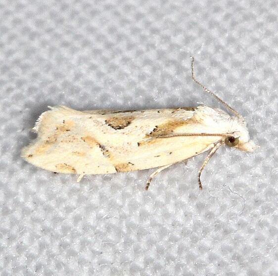 3757.3-Aethes-matheri-Bears-Den-Cabin-near-Cumberland-Falls-St-Pk-Ky-5-29-25-1