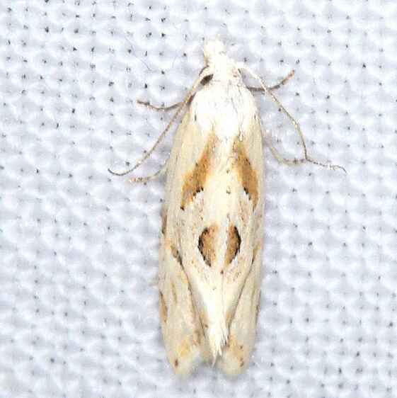 3757.3-Aethes-matheri-Bears-Den-Cabin-near-Cumberland-Falls-St-Pk-Ky-5-29-25-2