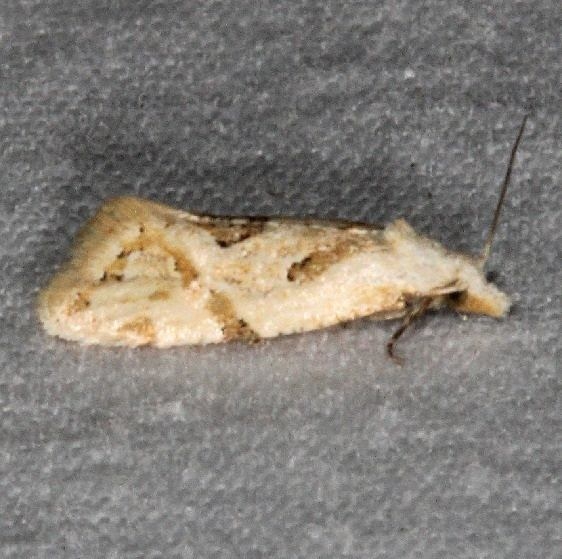 3759.1 Aethes promptana yard 8-13-15