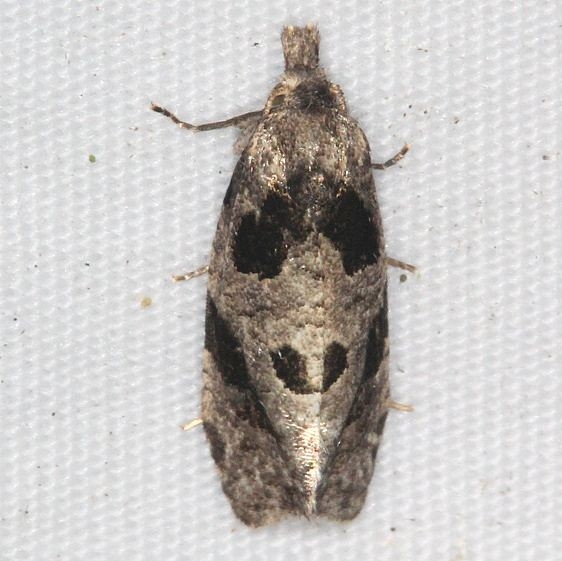 3759.2 Aethes rana yard 8-17-16