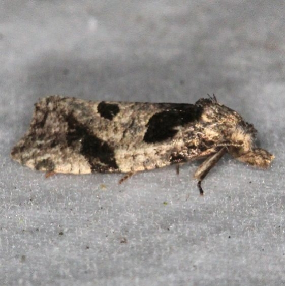3759.2 Aethes rana yard 8-17-16a