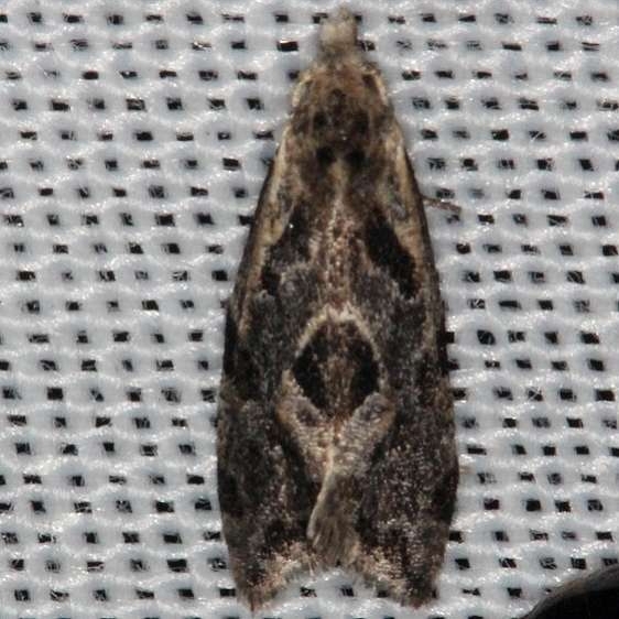 3759.3 Razowski's Aethes Moth Lucky Hammock Everglades 2-23-14