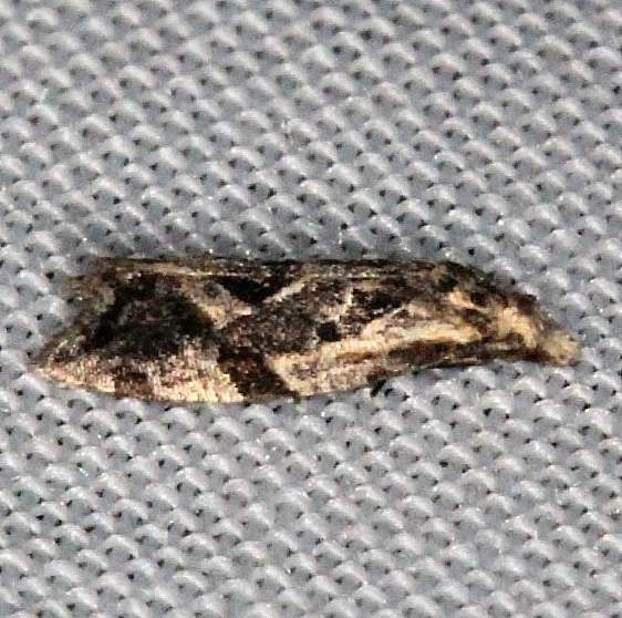3759.3 Razowski's Aethes Moth Lucky Hammock Everglades 2-23-14