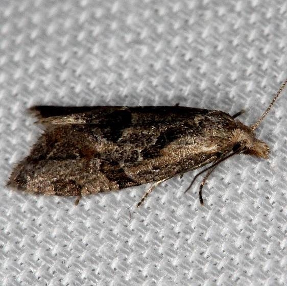 3759.3 Razowski's Aethes Moth Tosohatchee WMA Fl 2-11-14