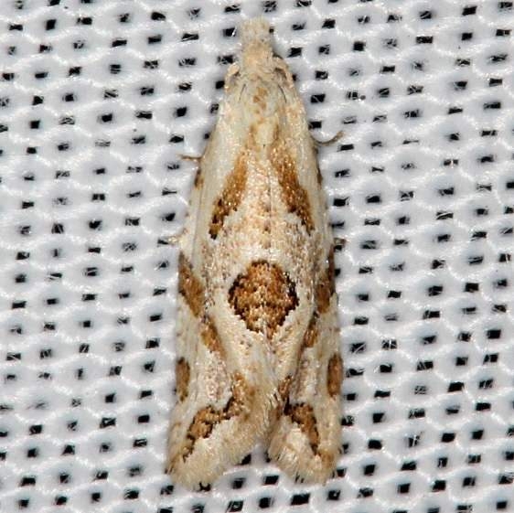 3759.3 Razowski's Aethes Moth yard 9-16-16