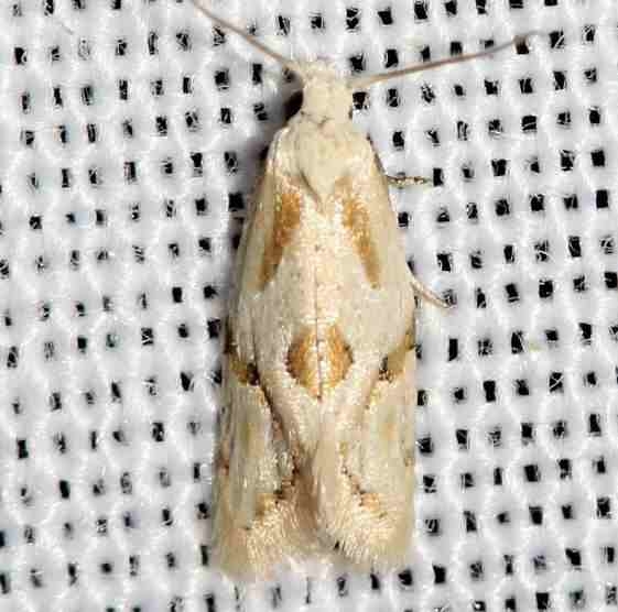 3760.1 Aethes seriatana yard 8-21-12