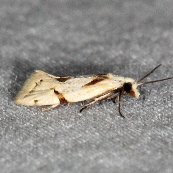 3760.1 Seriated Aethes Moth Bader's house Palm Coast Fl 3-21-15