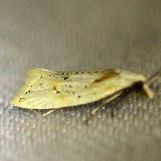 3760.1 Seriated Aethes Moth Everglades Natl Pk Nike Missle Rd 3-7-13
