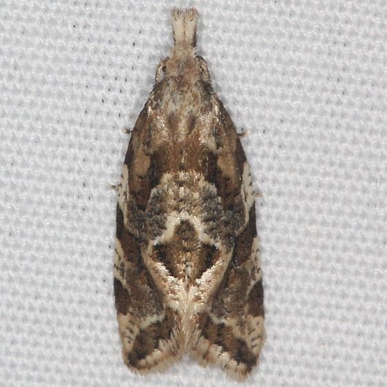 3760.2 Aethes sexdentata yard 7-4-16 (11a)_opt