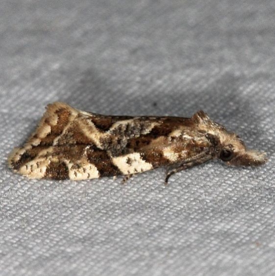 3760.2 Aethes sexdentata yard 7-4-16 (12a)_opt