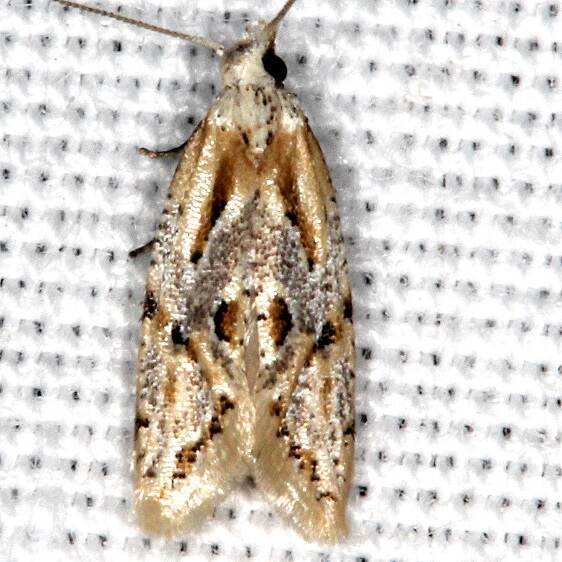 3761.5 Aethes triassumenta-Bear-Island-Big-Cypress Preserve Fl 3-4-22