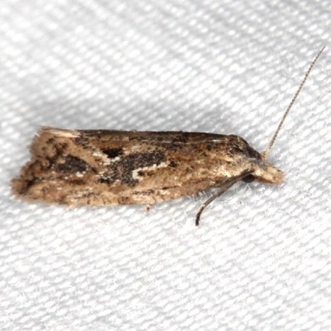 3761.96 Aethes new species BG Long-PIne Picnic area Everglades 3-2-15